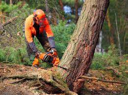 Professional Tree Services in Metairie, LA